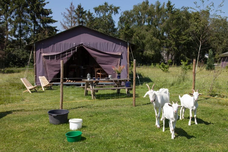 Bijzondere Overnachting Origineel Overnachten Slapen op een boerderij de Jobinghoeve in Grolloo met knuffelschuur in Drenthe1