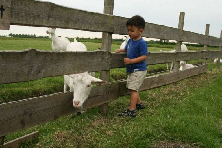 Bijzondere Overnachting Slapen bij de Boer op De Groene Hoeve Wijdenes boerderij Noord-Holland12