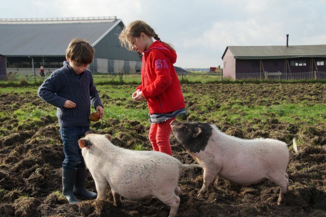 Bijzondere Overnachting Slapen bij de boer Boerderij de Kalverweide Steenwijk Drenthe8