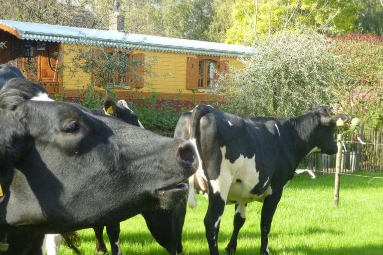 Bijzondere Overnachting Origineel Overnachten Slapen in een gipsywagen op de Schooteindhoeve in Vlierden4