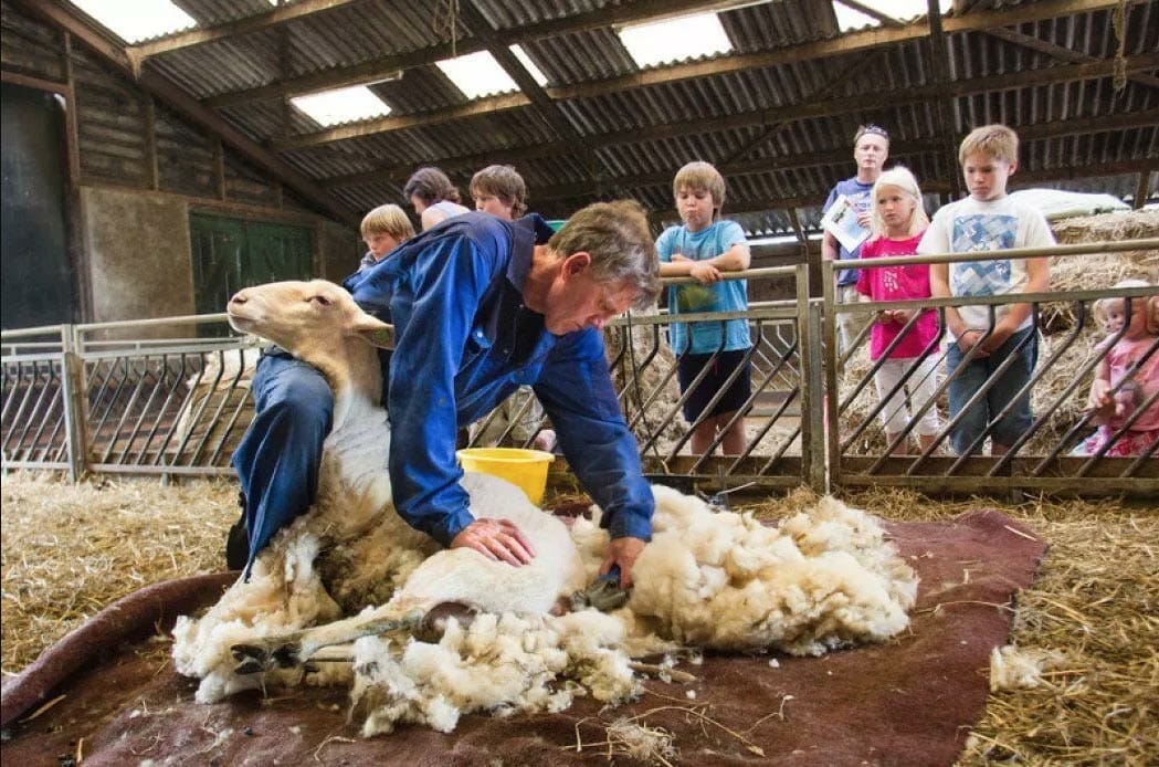 Bijzondere Overnachting Slapen bij de boer BoerenBed de Zeekraal op Terschelling17