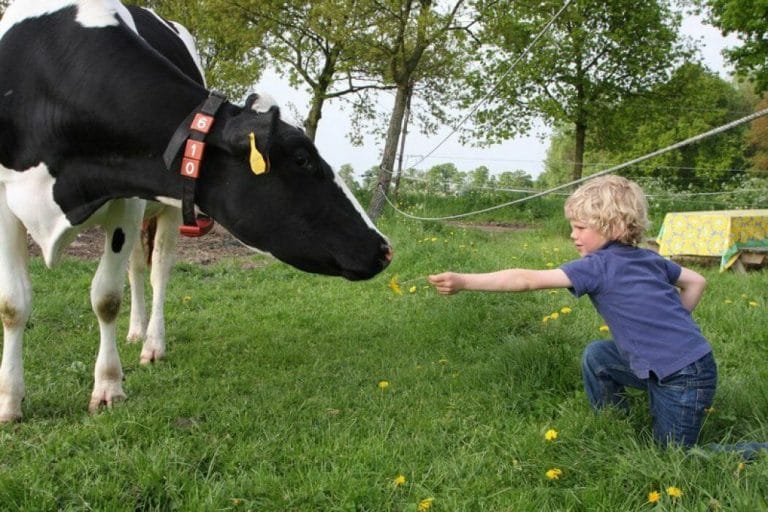 Bijzondere Overnachting Slapen bij de boer Hoeve De Pippert Ophemert Gelderland6