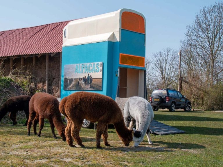 Glamping aan de Waterspiegel slapen met alpacas Zeeland Alpacas on Wheelzzz 12